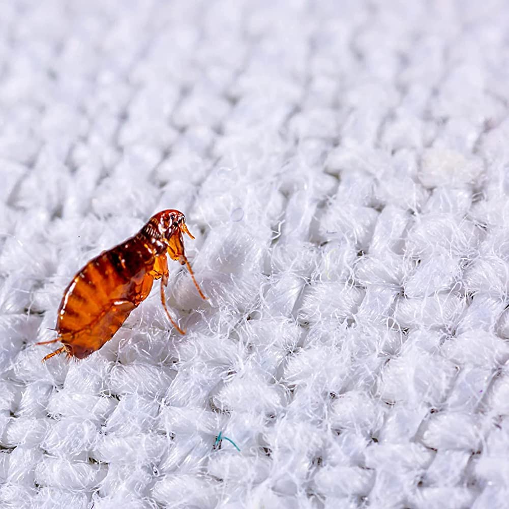 Enforcer Flea Tick Killer Spray 1 Gallon Home Carpets Kills Eggs Larvae Adults