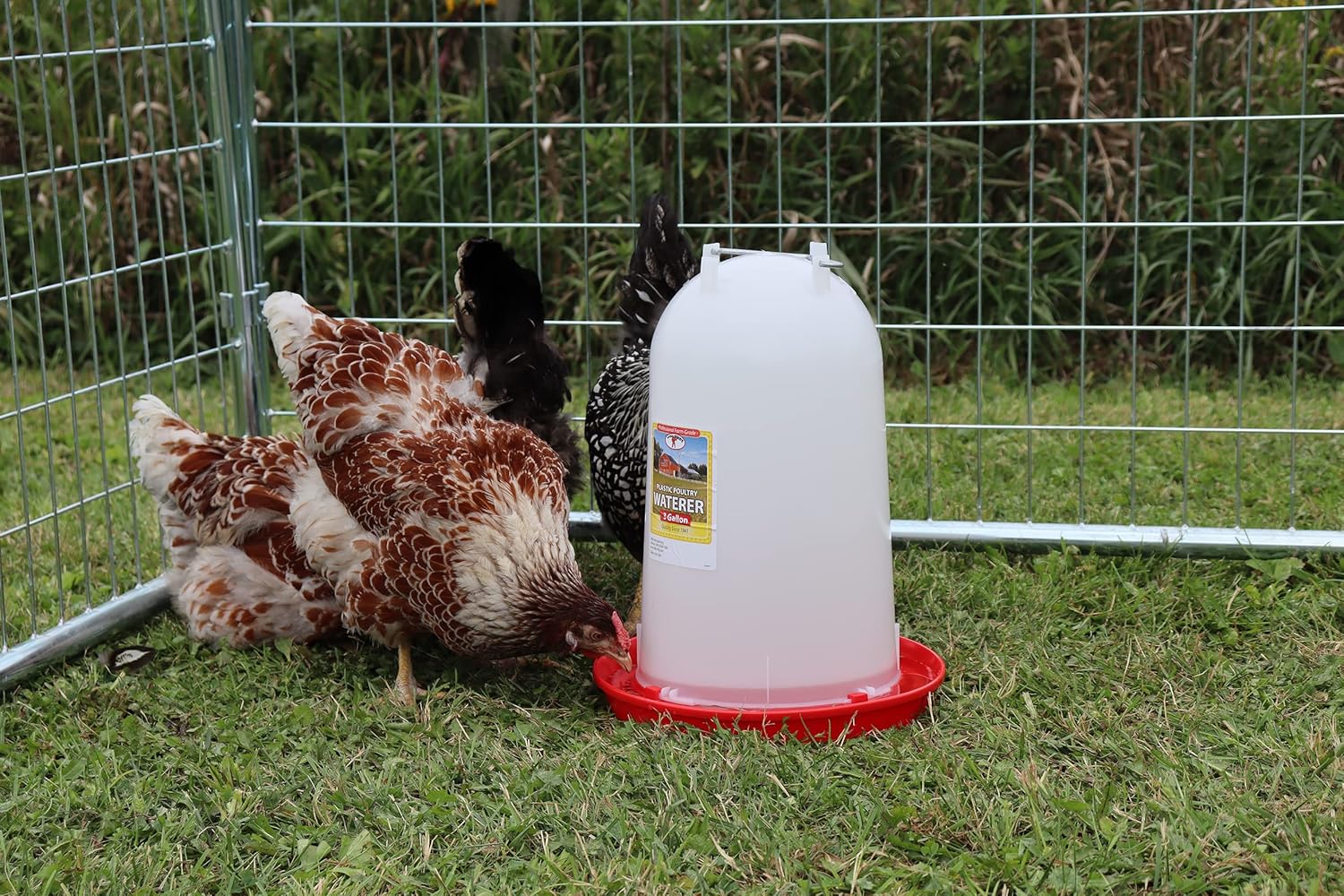 Little Giant 3 Gallon Poultry Drinker Gravity Fed Chicken Waterer Red Base