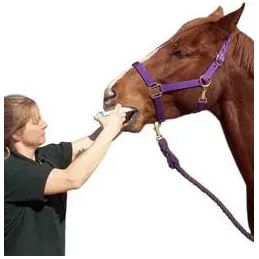 Durvet Ivermectin Horse Wormer Apple Flavor Broad Spectrum Equine Dewormer 24PCK
