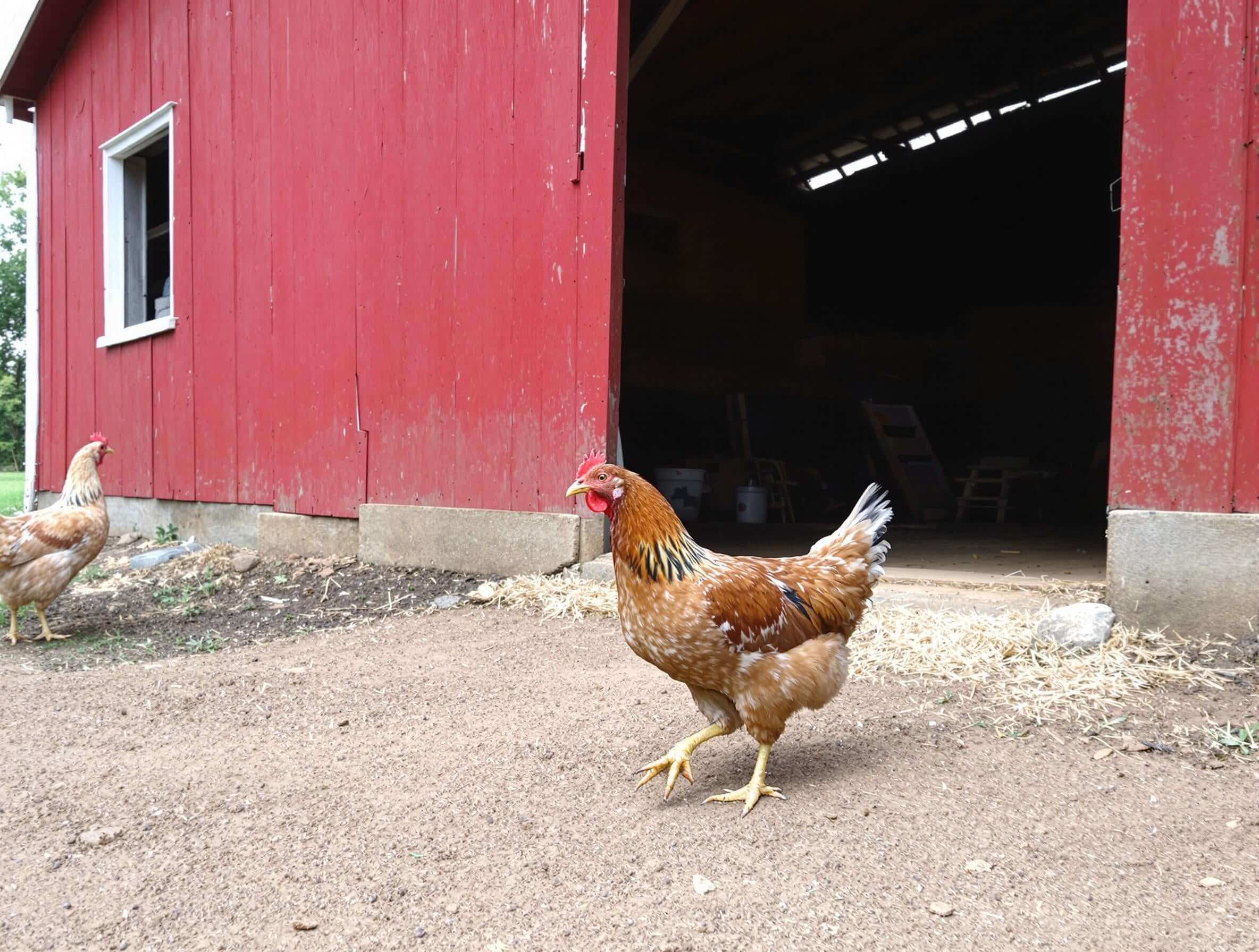 DuraStat Poultry Water Supplement 4g Oregano Essential Oils Antibiotic-Free